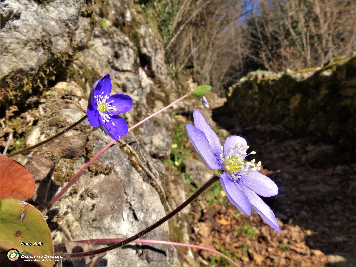 09 Hepatica nobilis (Erba trinita) sul sent.594A.JPG